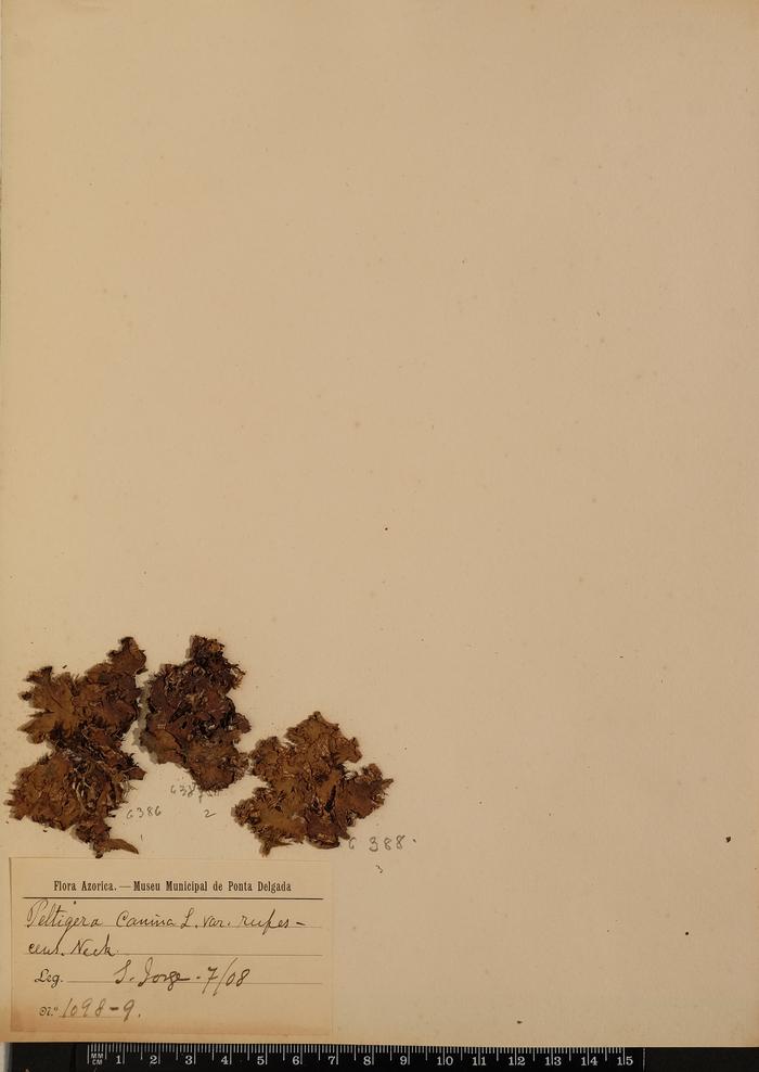 Peltigera canina L. var. rufescens Neck.