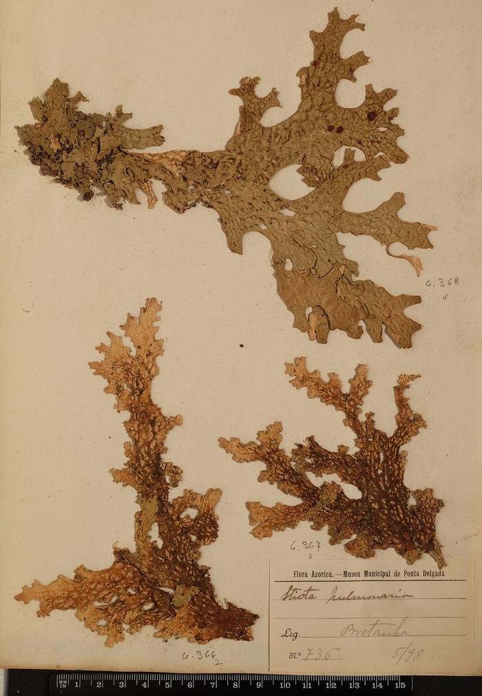 Sticta pulmonaria Hoffm.