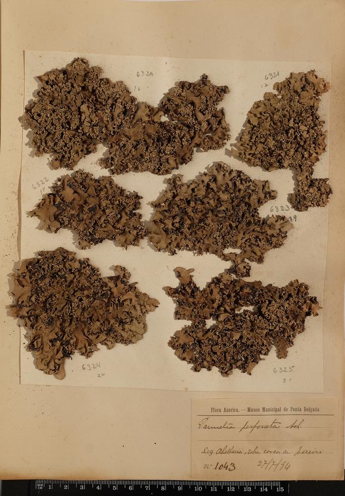 Parmotrema reticulatum (Taylor) M. Choisy