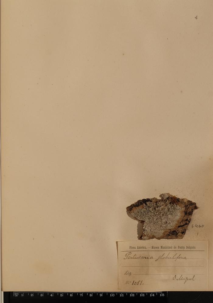 Pertusaria globulifera