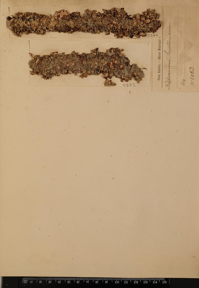 Nephromium lusitanicum Ach.