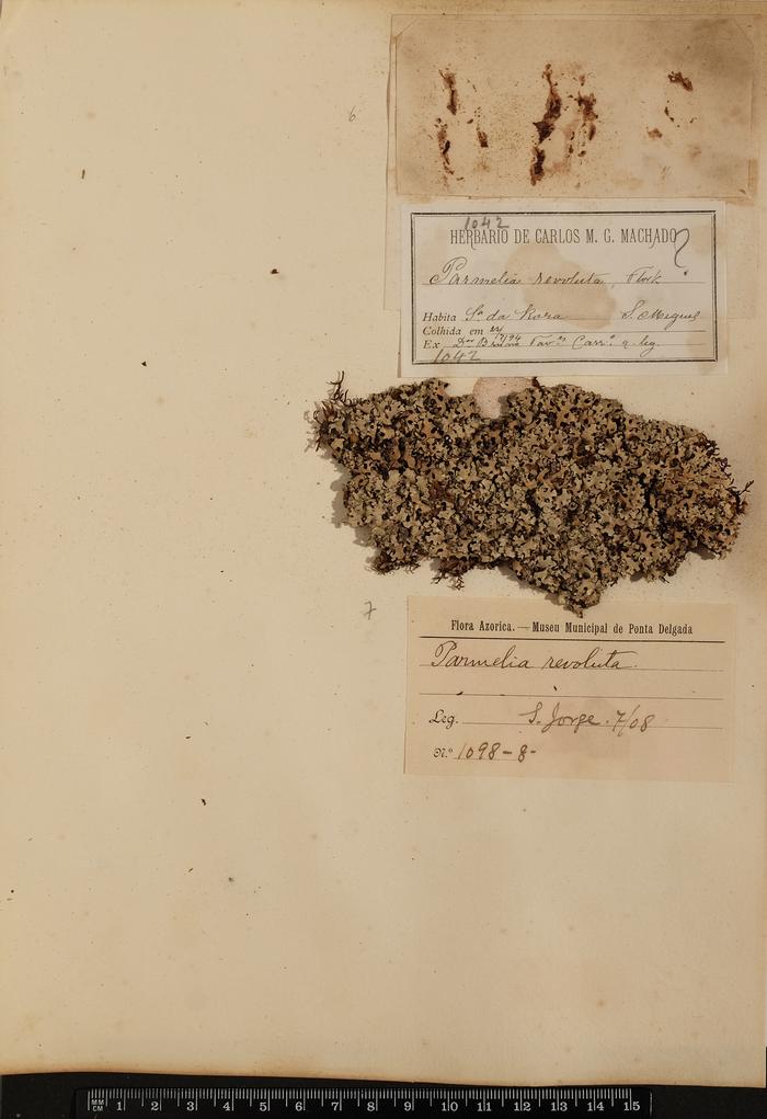 Hypotrachyna revoluta (Flörke) Hale