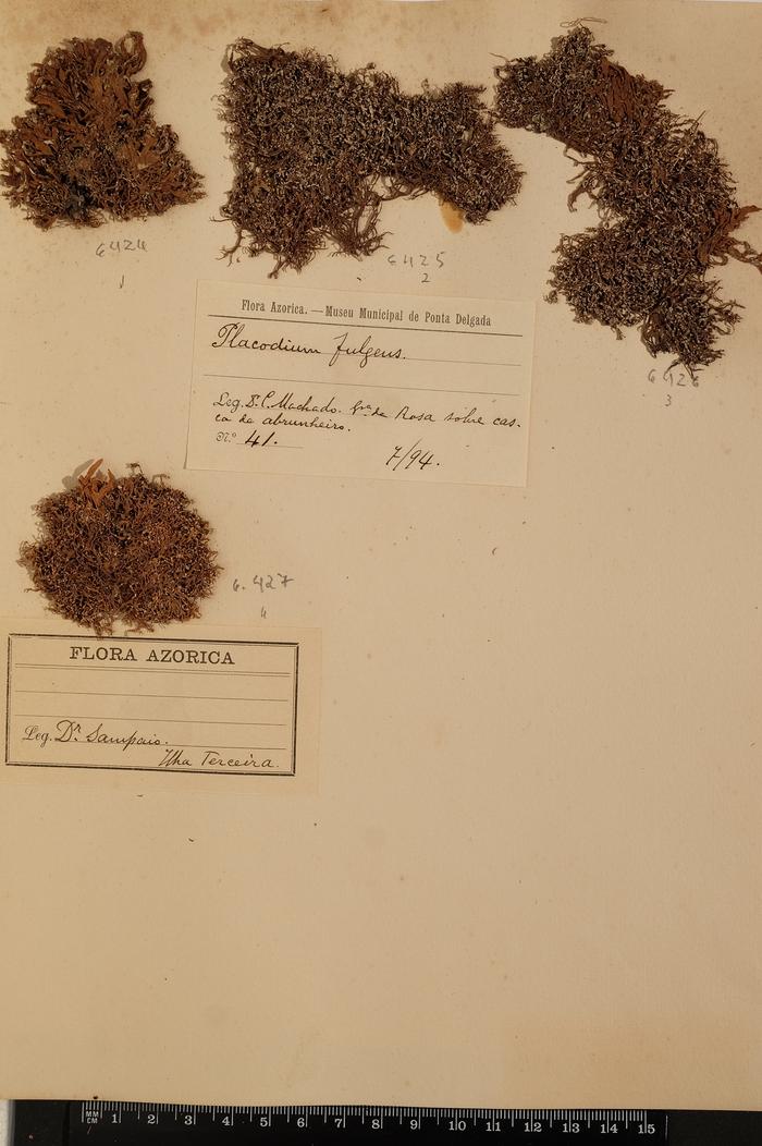 Fulgensia fulgens (Sw.) Elenkin