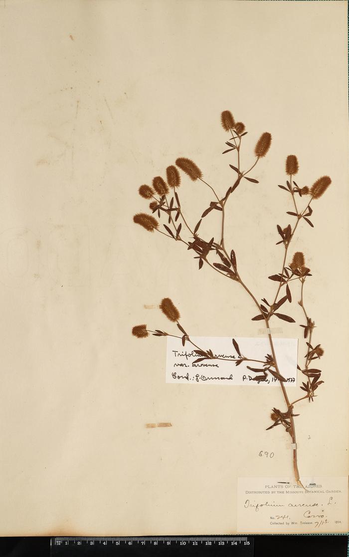 Trifolium arvense L.