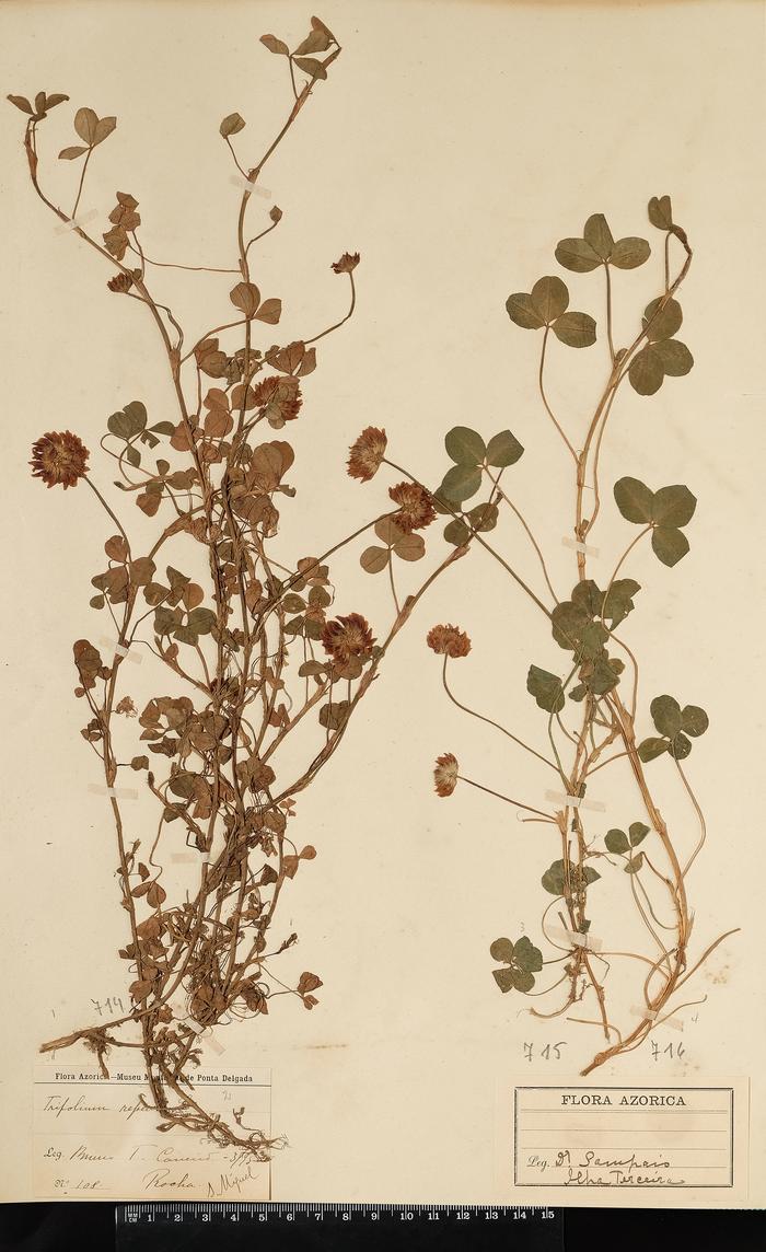 Trifolium repens L.