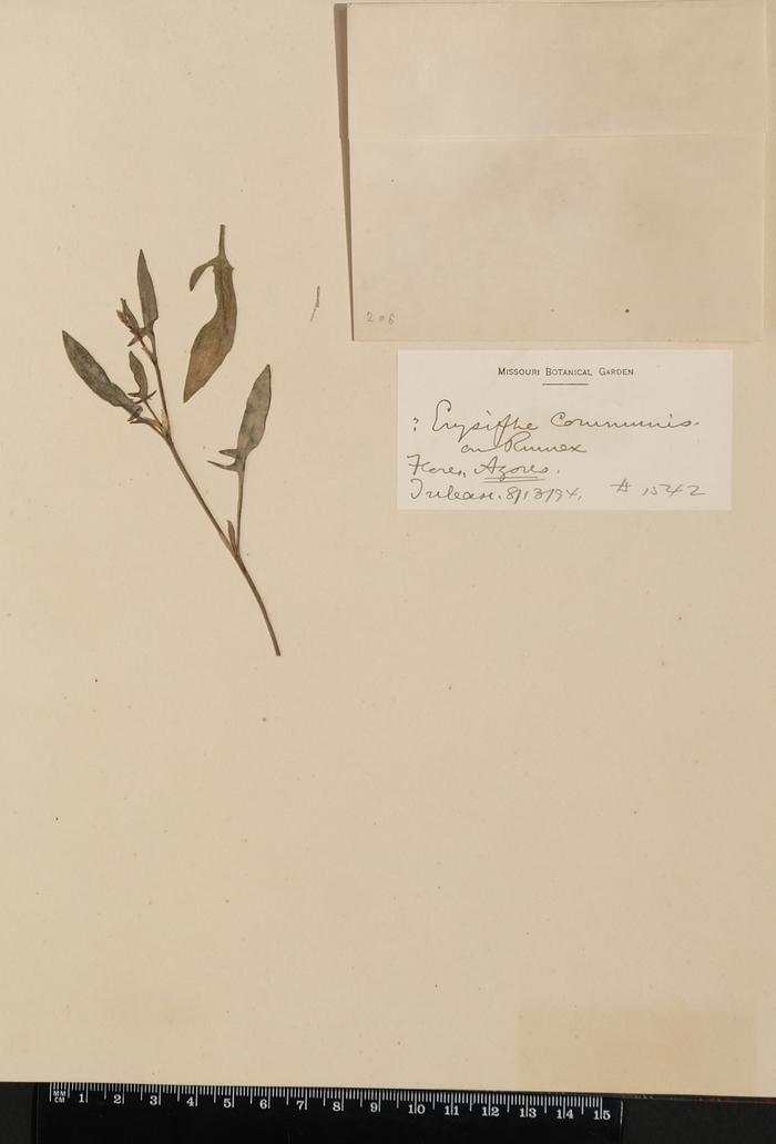 Erysiphe cruciferarum Opiz ex L. Junell