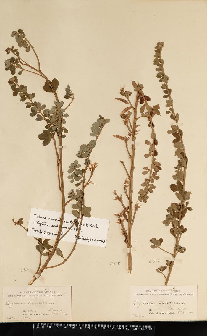 Genista monspessulana (L.) L. A. S. Johnson