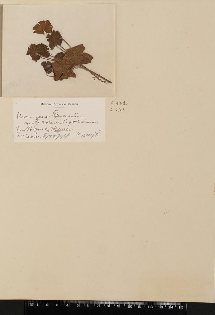 Puccinia pelargonii-zonalis Doidge