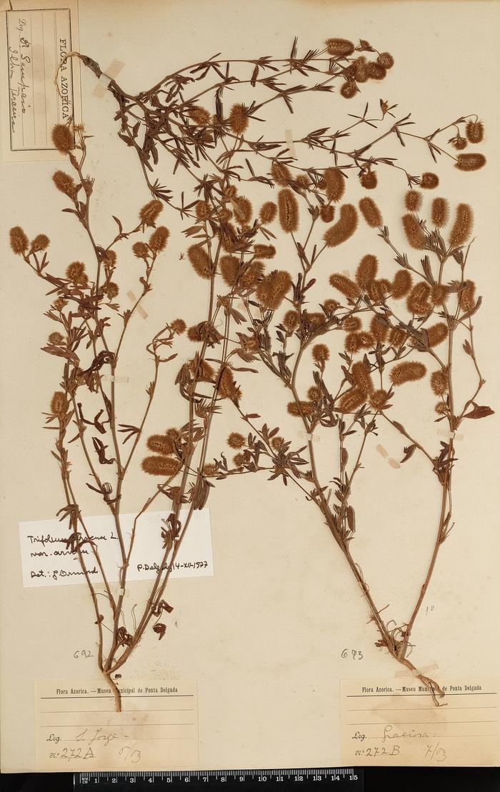 Trifolium arvense L.