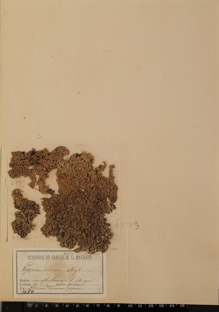 Canoparmelia caroliniana (Nyl.) Elix &amp; Hale