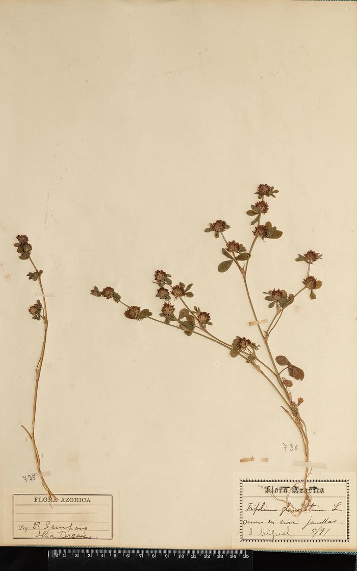 Trifolium glomeratum L.