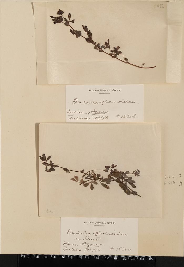 Ovularia sphaeroidea (Sacc.) Sacc.;Ovularia sphaeroidea (Sacc.) Sacc.