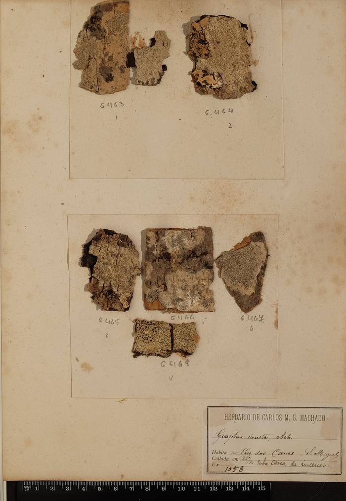 Phaeographis smithii (Leight.) de Lesd.