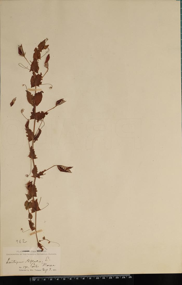 Lathyrus aphaca L.