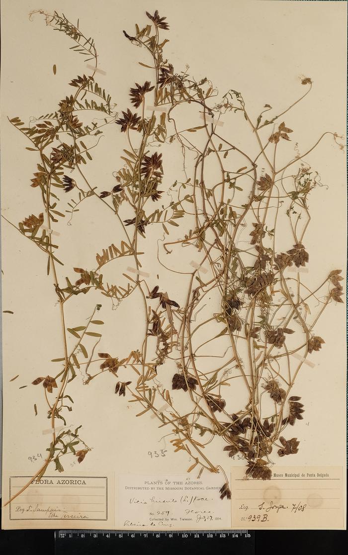 Vicia hirsuta (L.) Gray
