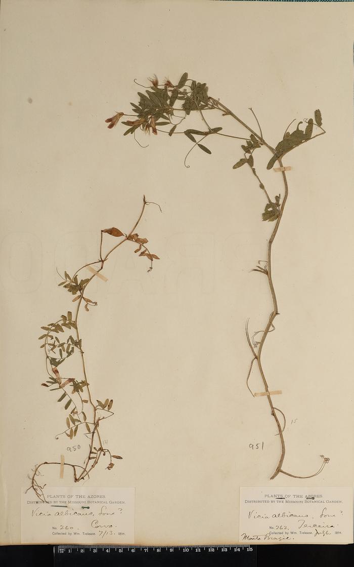 Vicia benghalensis L.