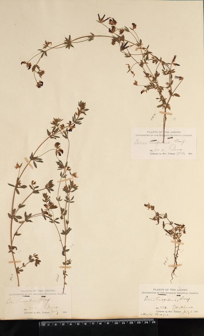 Lotus subbiflorus Lag.