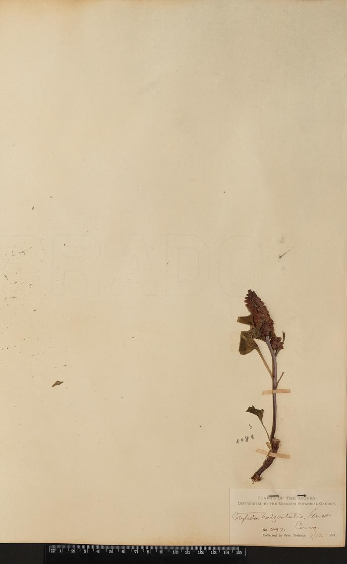Umbilicus horizontalis (Guss.) DC.