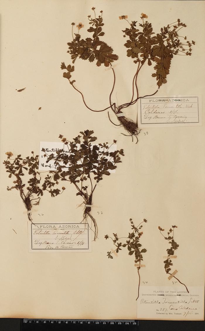 Potentilla erecta (L.) Räusch.