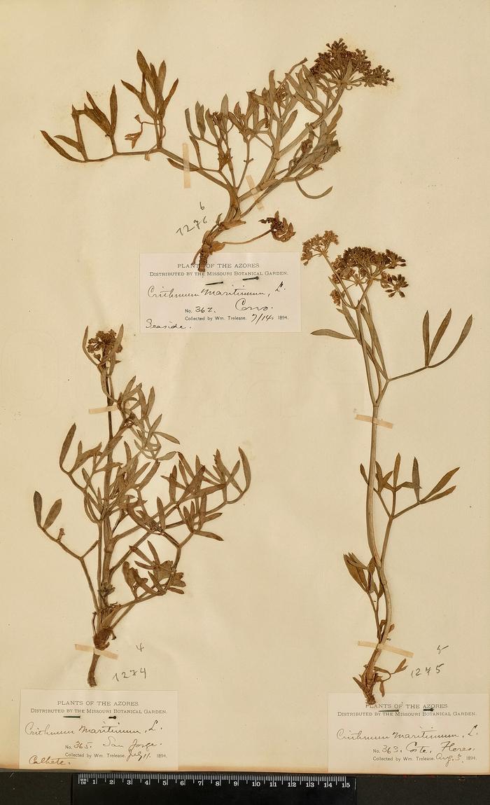 Crithmum maritimum L.