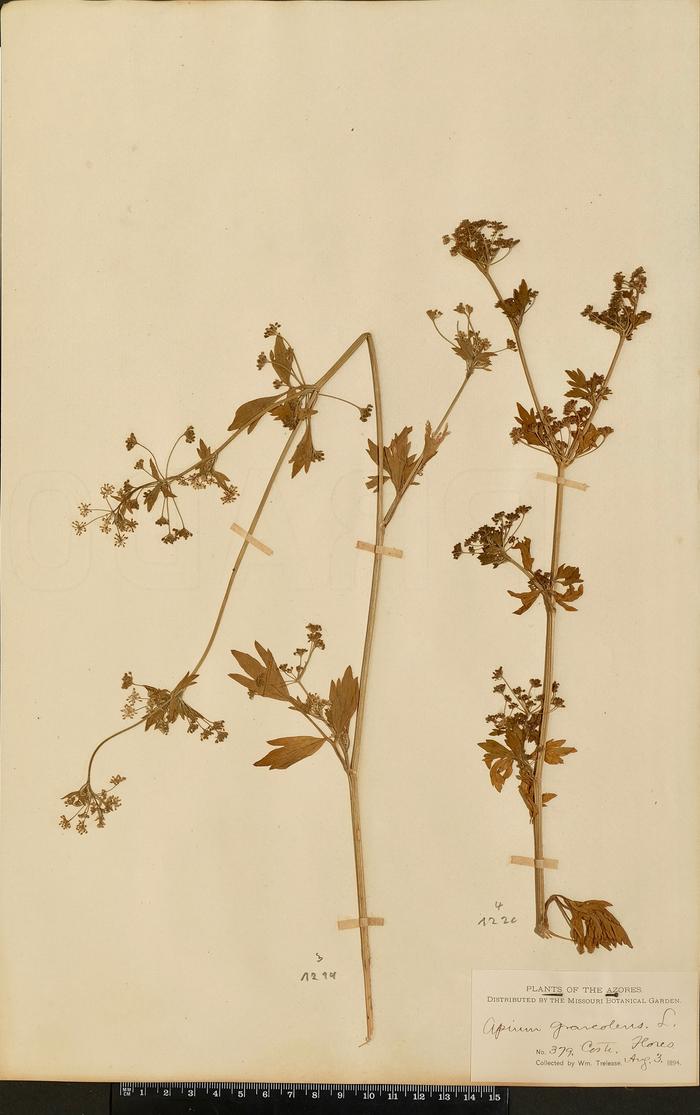 Apium graveolens L.