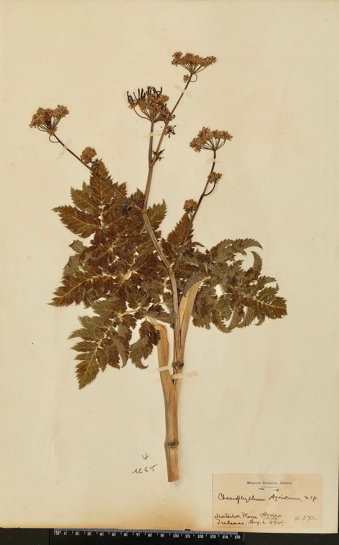 Chaerophyllum azoricum Trel.