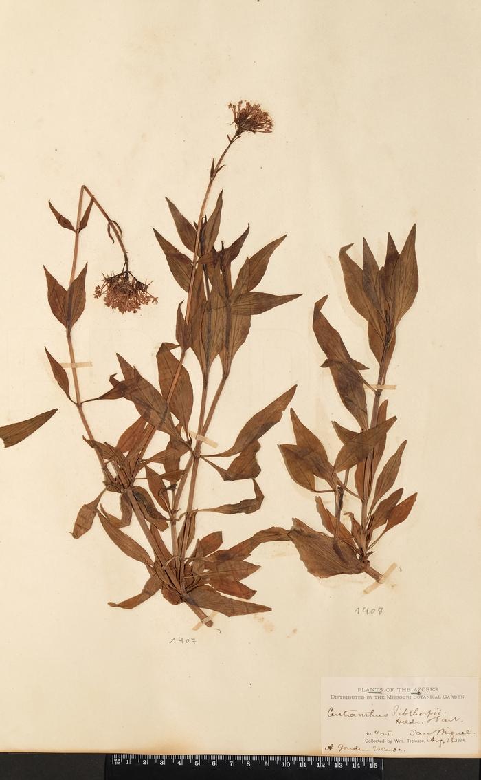 Centranthus ruber (L.) DC.