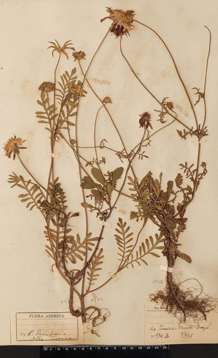 Scabiosa atropurpurea L.;Scabiosa atropurpurea L.
