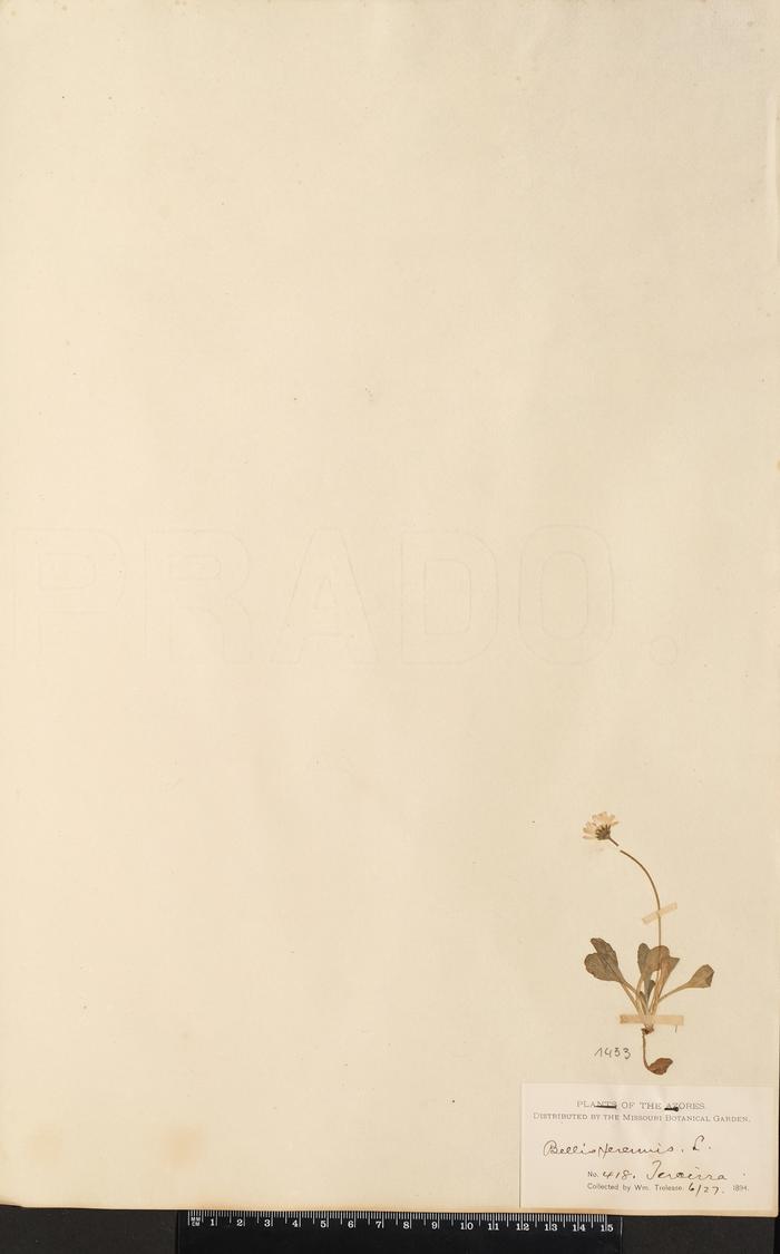 Bellis perennis L.