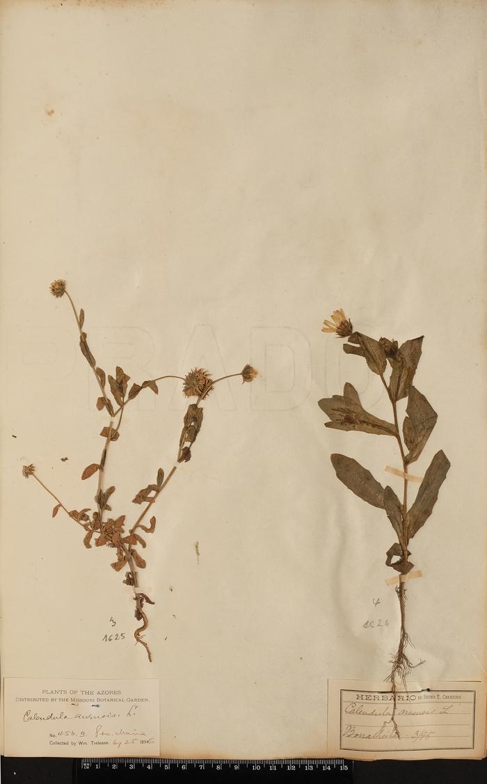 Calendula arvensis L.