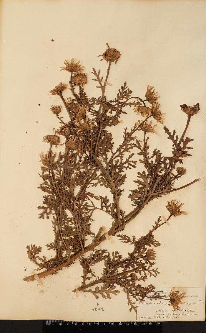 Chrysanthemum coronarium L.