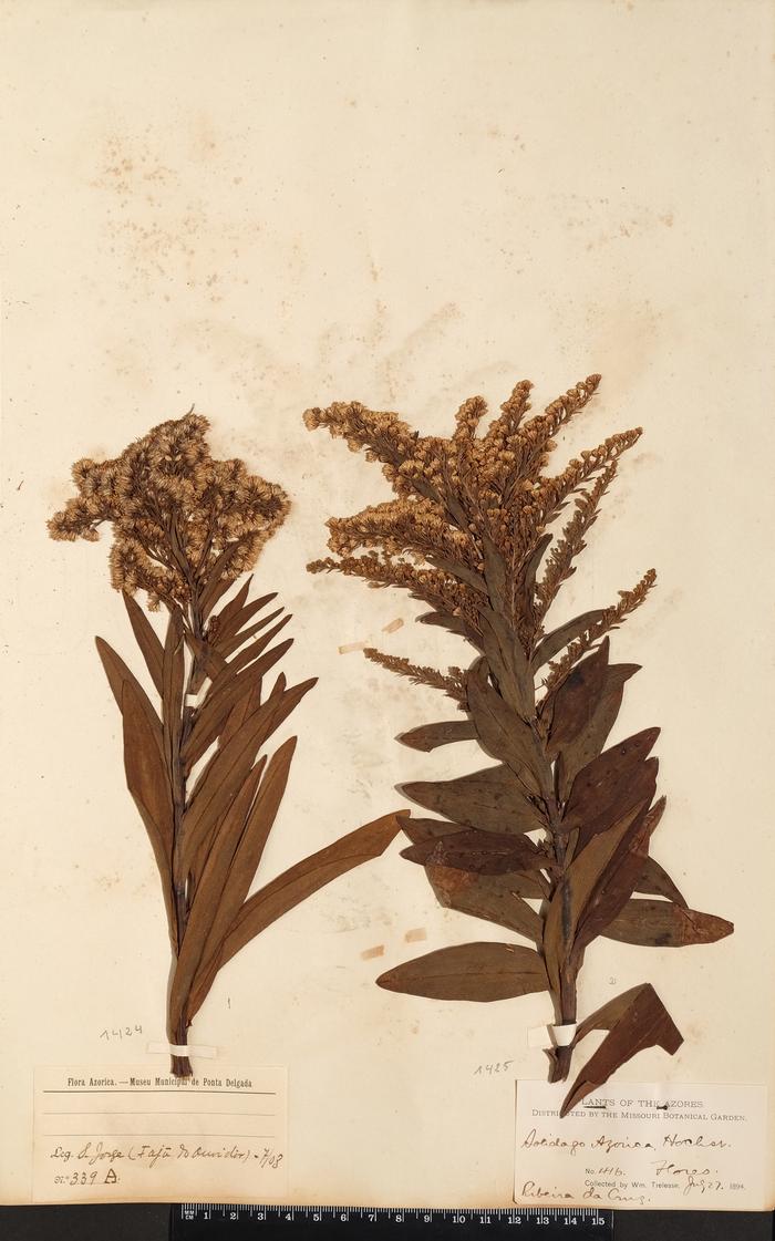 Solidago sempervirens L.;Solidago sempervirens L.