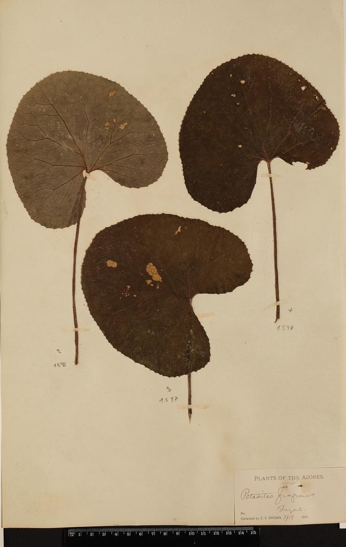 Petasites fragrans (Vill.) C. Presl