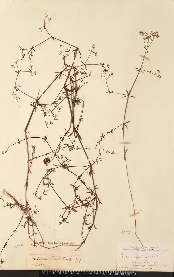 Galium palustre L.;Galium palustre L.