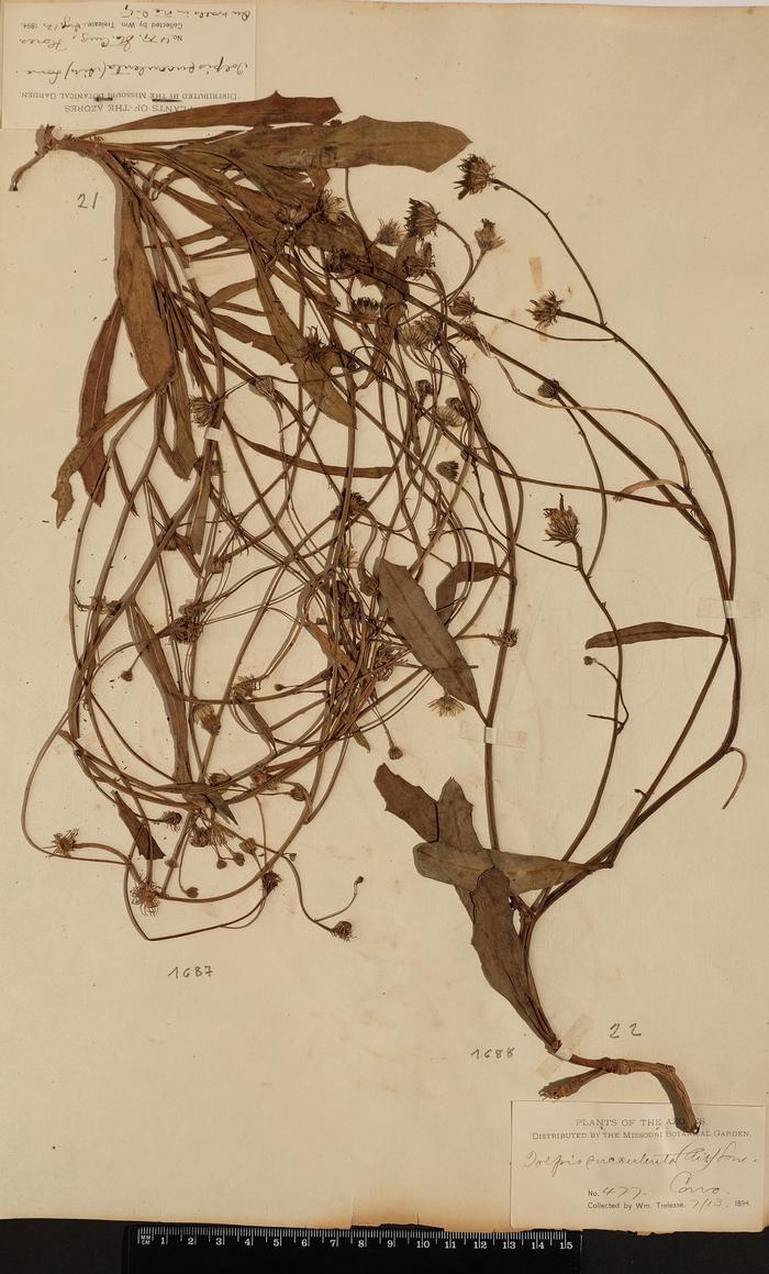 Tolpis succulenta (Dryand.) Lowe