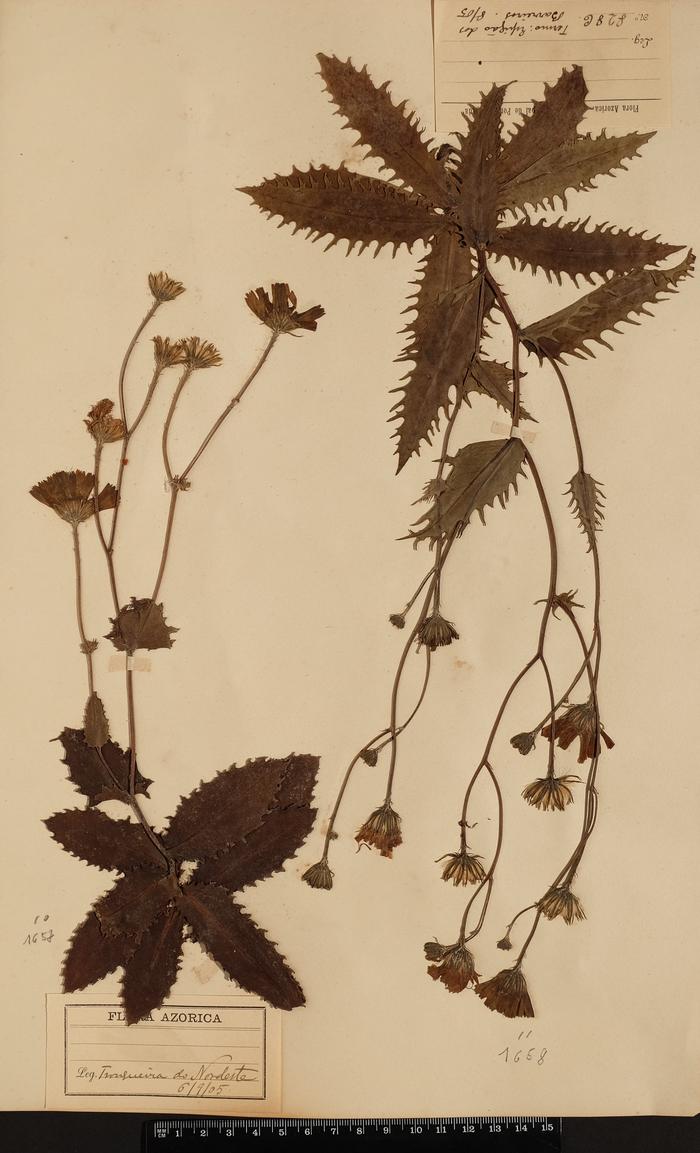 Tolpis azorica (Nutt.) P. Silva