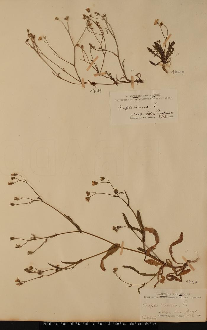 Crepis capillaris (L.) Wallr.