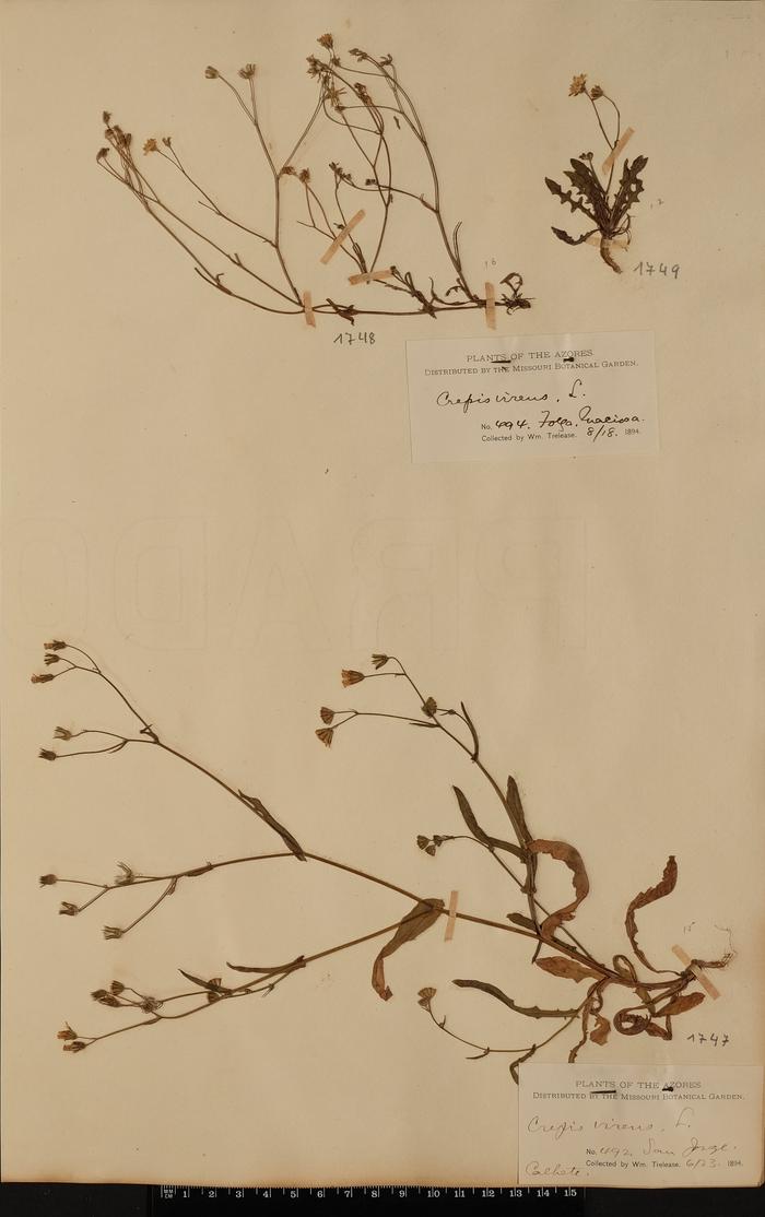 Crepis capillaris (L.) Wallr.