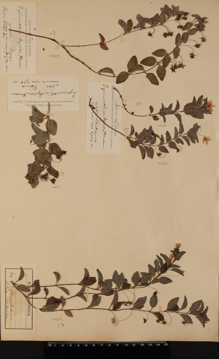 Lysimachia azorica Hornem. ex Hook.;Lysimachia azorica Hornem. ex Hook.