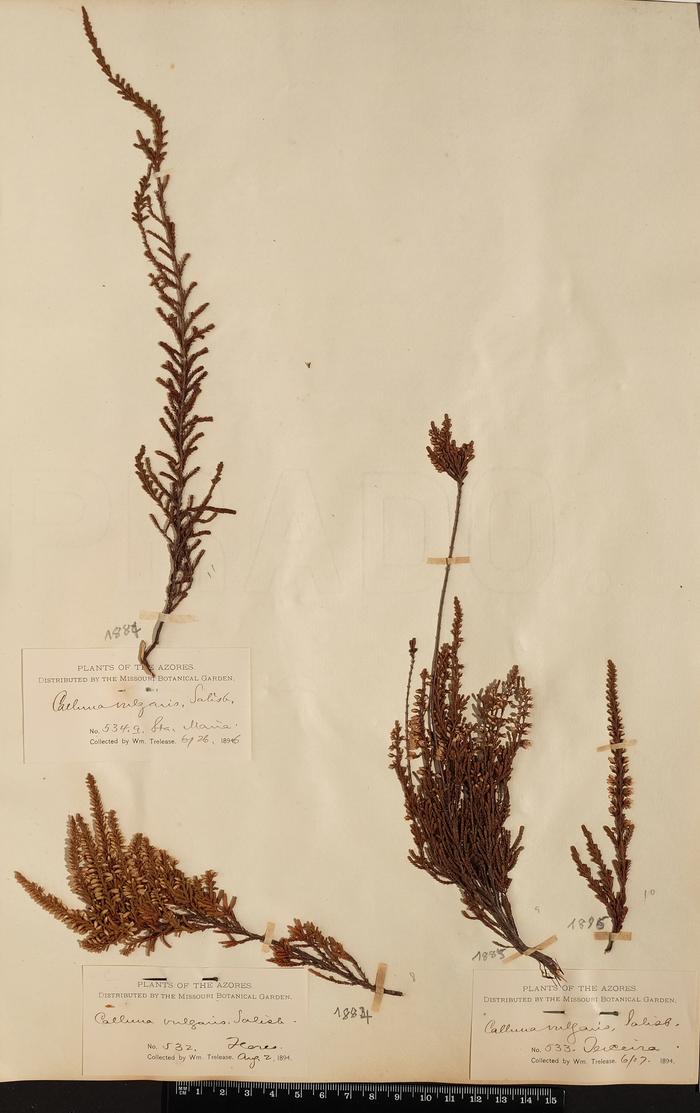 Calluna vulgaris (L.) Hull;Calluna vulgaris (L.) Hull