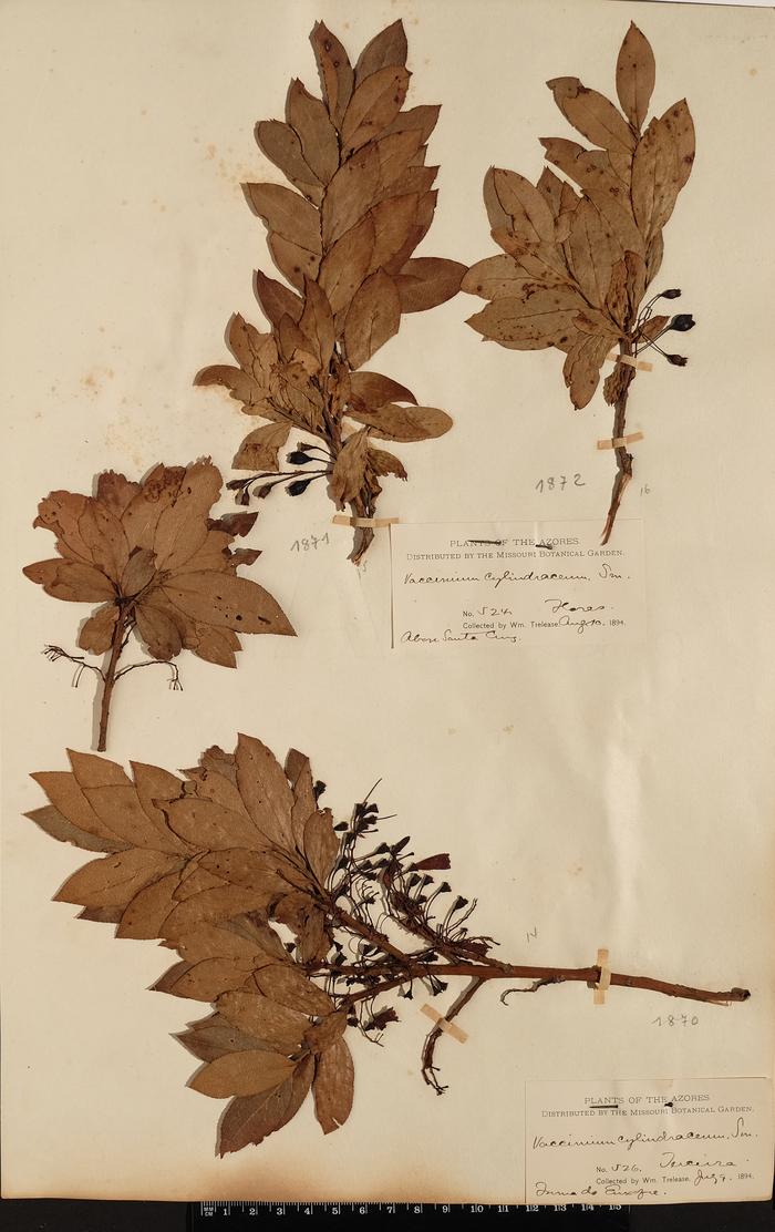 Vaccinium cylindraceum Sm.