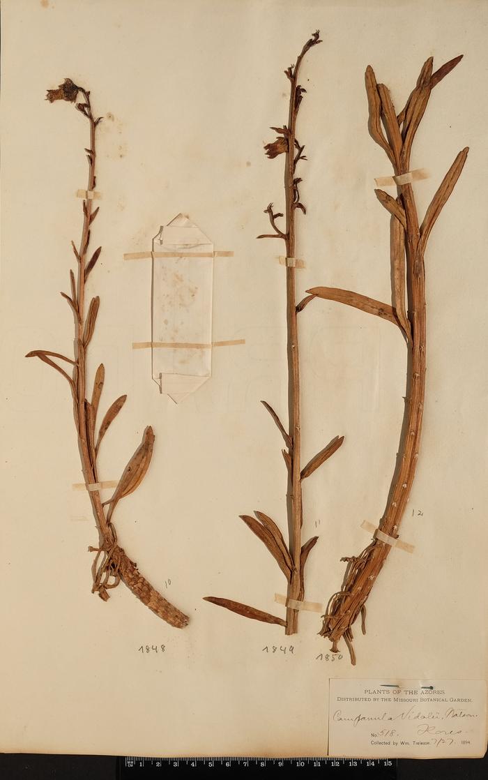 Azorina vidalii (H. C. Watson) Feer