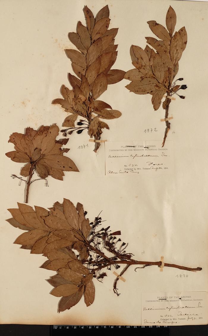 Vaccinium cylindraceum Sm.