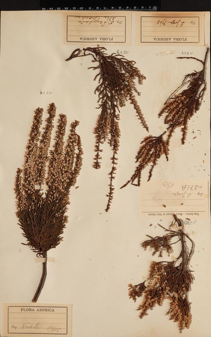 Calluna vulgaris (L.) Hull