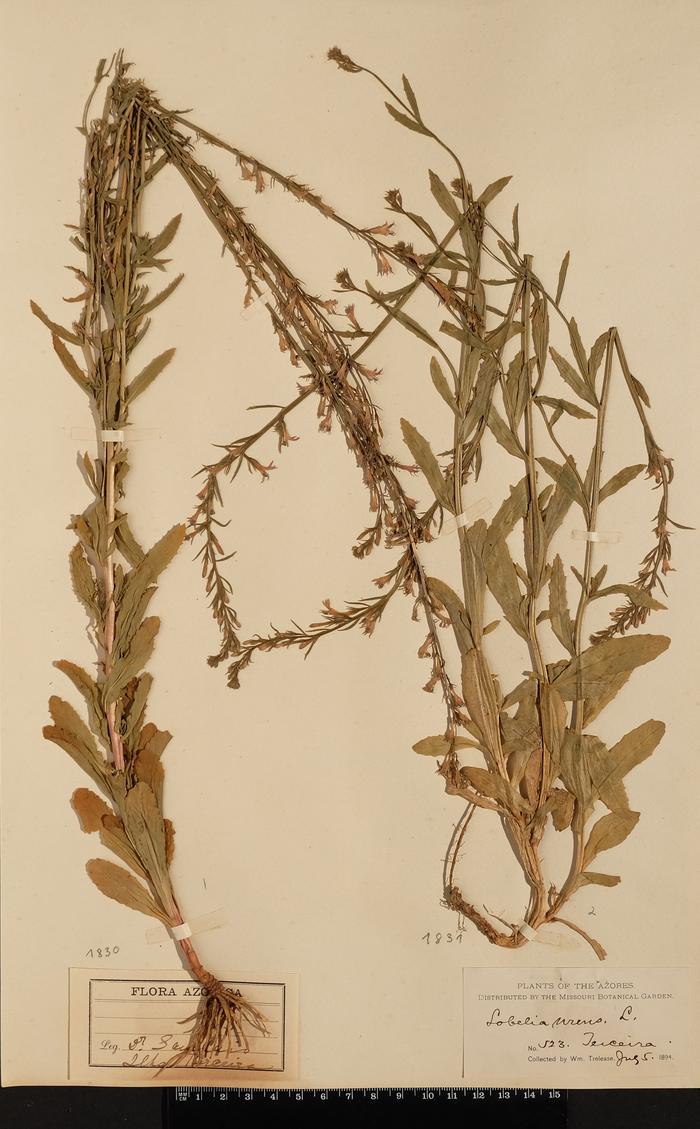 Lobelia urens L.