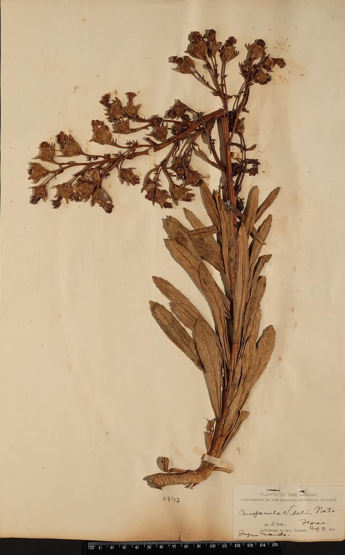 Azorina vidalii (H. C. Watson) Feer