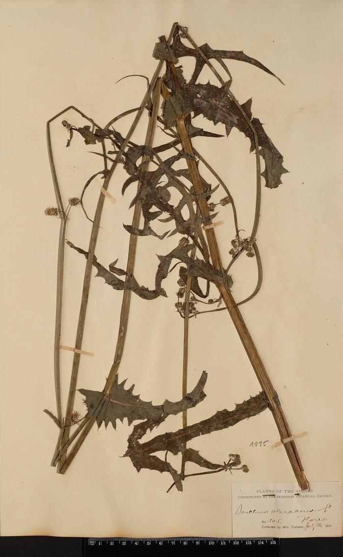 Sonchus oleraceus L.