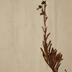 Azorina vidalii (H. C. Watson) Feer