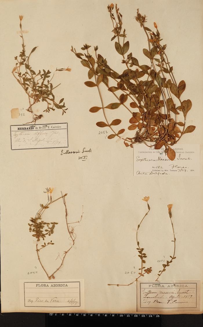 Centaurium scilloides (L. fil.) Samp.;Centaurium scilloides (L. fil.) Samp.;Centaurium scilloides (L. fil.) Samp.