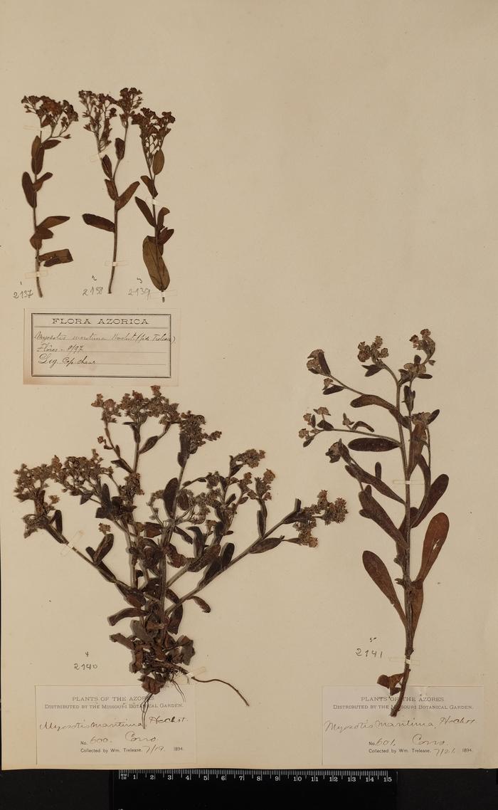 Myosotis maritima Hochst. ex Seub.;Myosotis maritima Hochst. ex Seub.